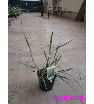 Panicum virg. 'Heavy Metal' C 2 L